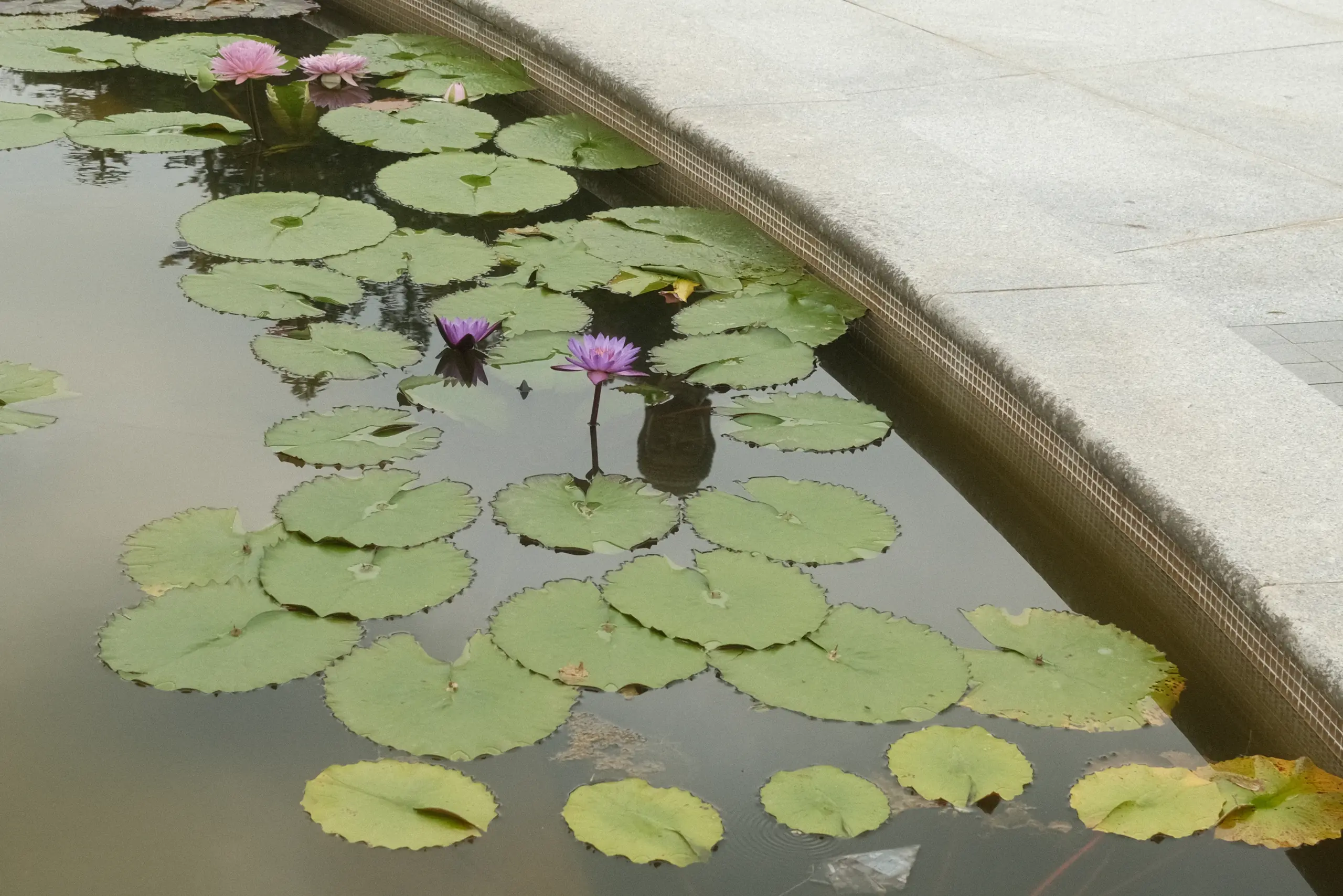 Water lilies in a pond at Po Lin Monastery