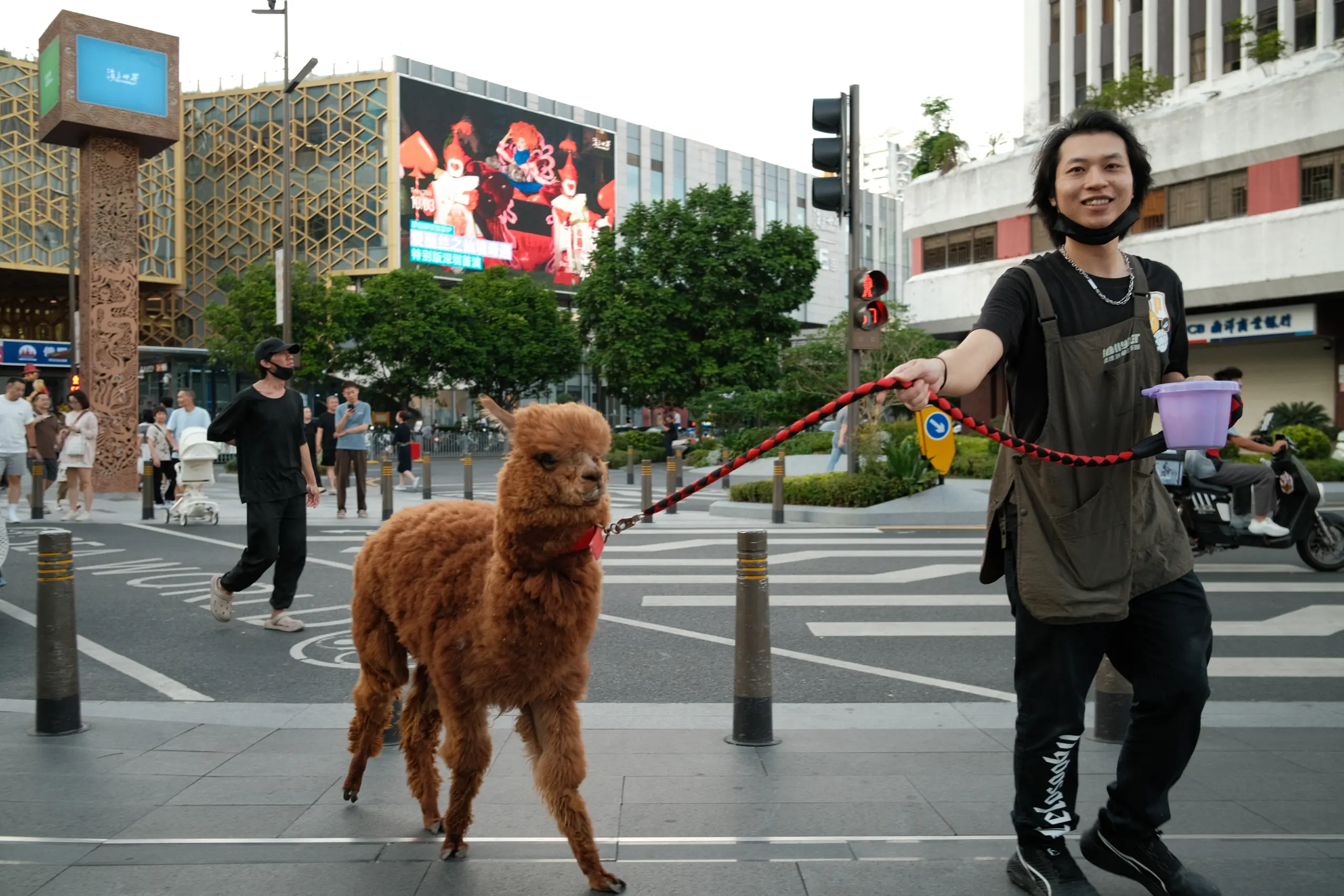 A man walking an alpaca across a pedestrian crossing